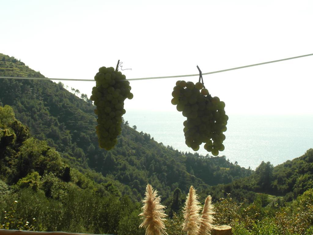 Agriturismo Costa Di Campo Vernazza Zewnętrze zdjęcie
